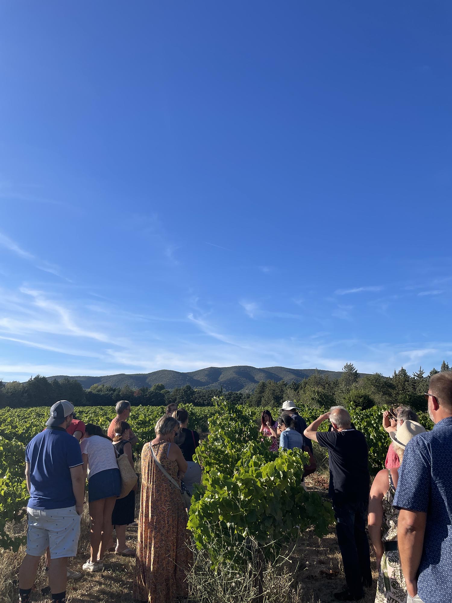 Wine tasting and charcuterie and cheese pairings during