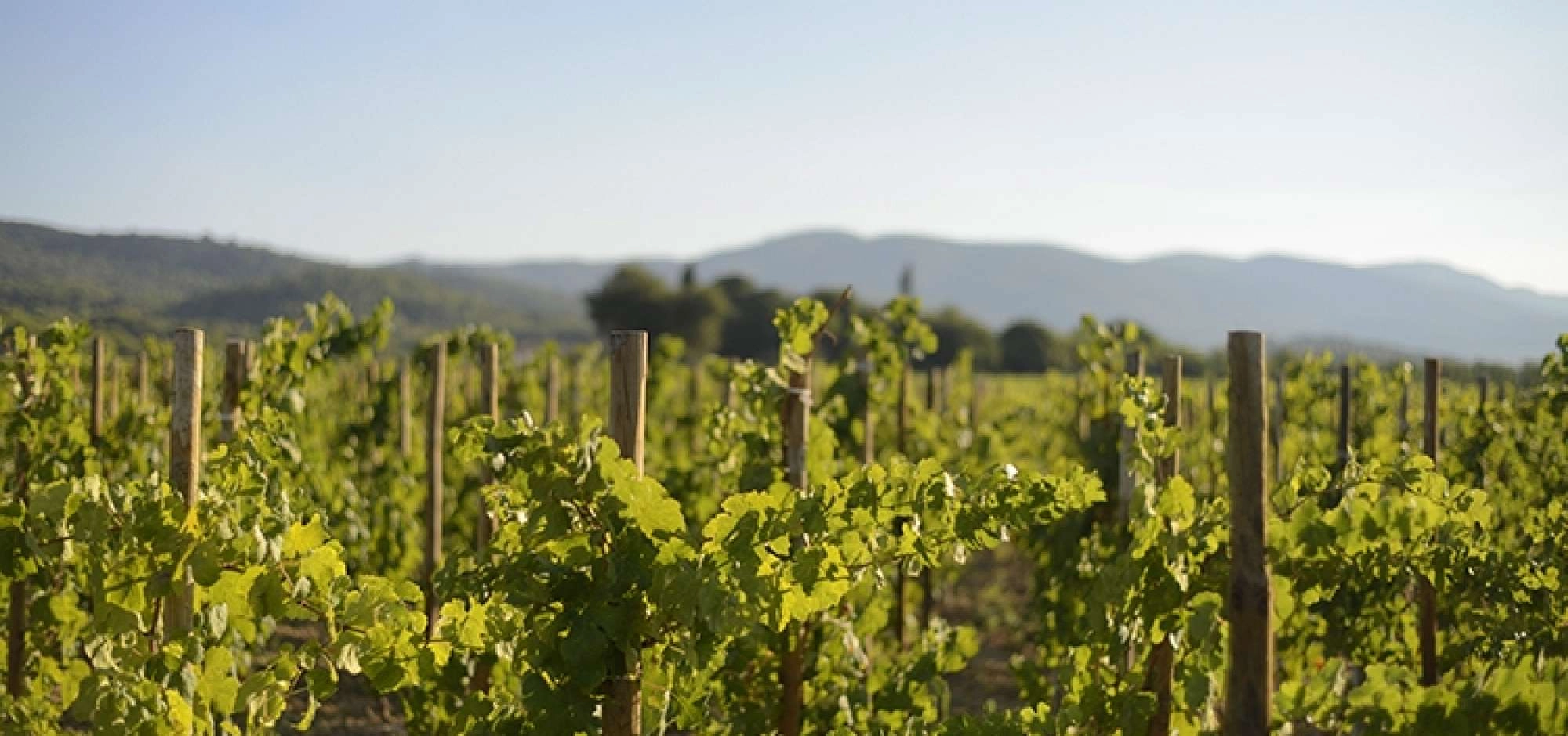 Sunsets Vignerons 2026 in Luberon at Domaine de MasLauris