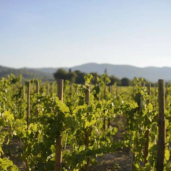 Sunsets Vignerons 2026 in Luberon at Domaine de MasLauris