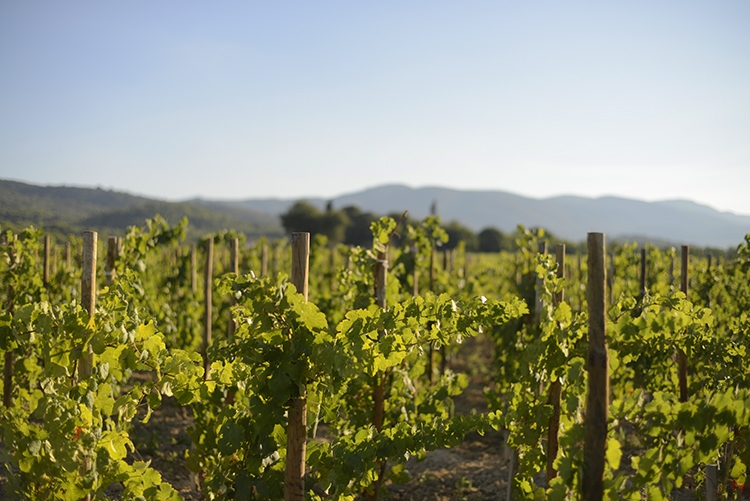 Wine tasting and gourmet pairings during