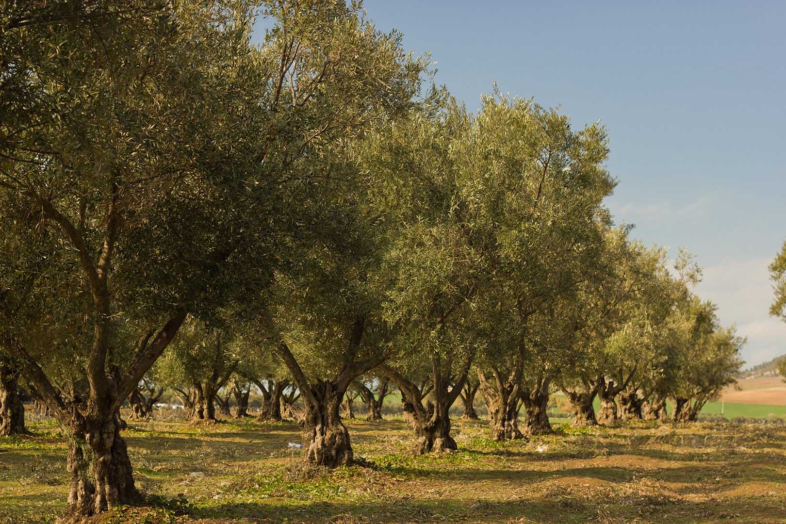 Domaine Clos des Faucons, a family olive estate in Provence Olive grove at Domaine Clos des Faucons in Cavaillon, in the Luberon