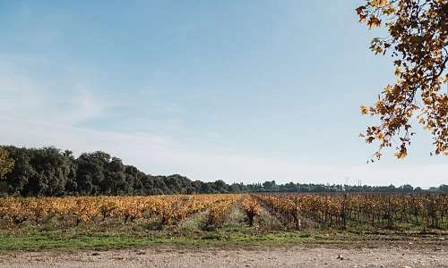 clos-des-saumanes-vigne.jpg