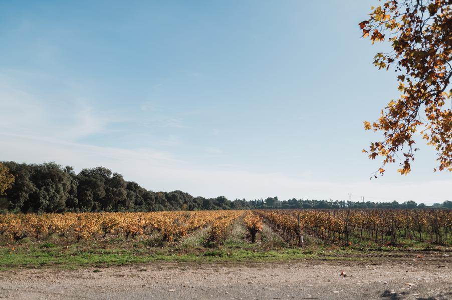 Clos des Saumans in Châteauneuf-de-Gadagne Clos des Saumans in Châteauneuf-de-Gadagne au cœur des vignes