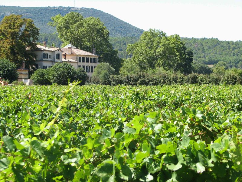 Château Clapier vineyards on the Mirabeau region in the Luberon