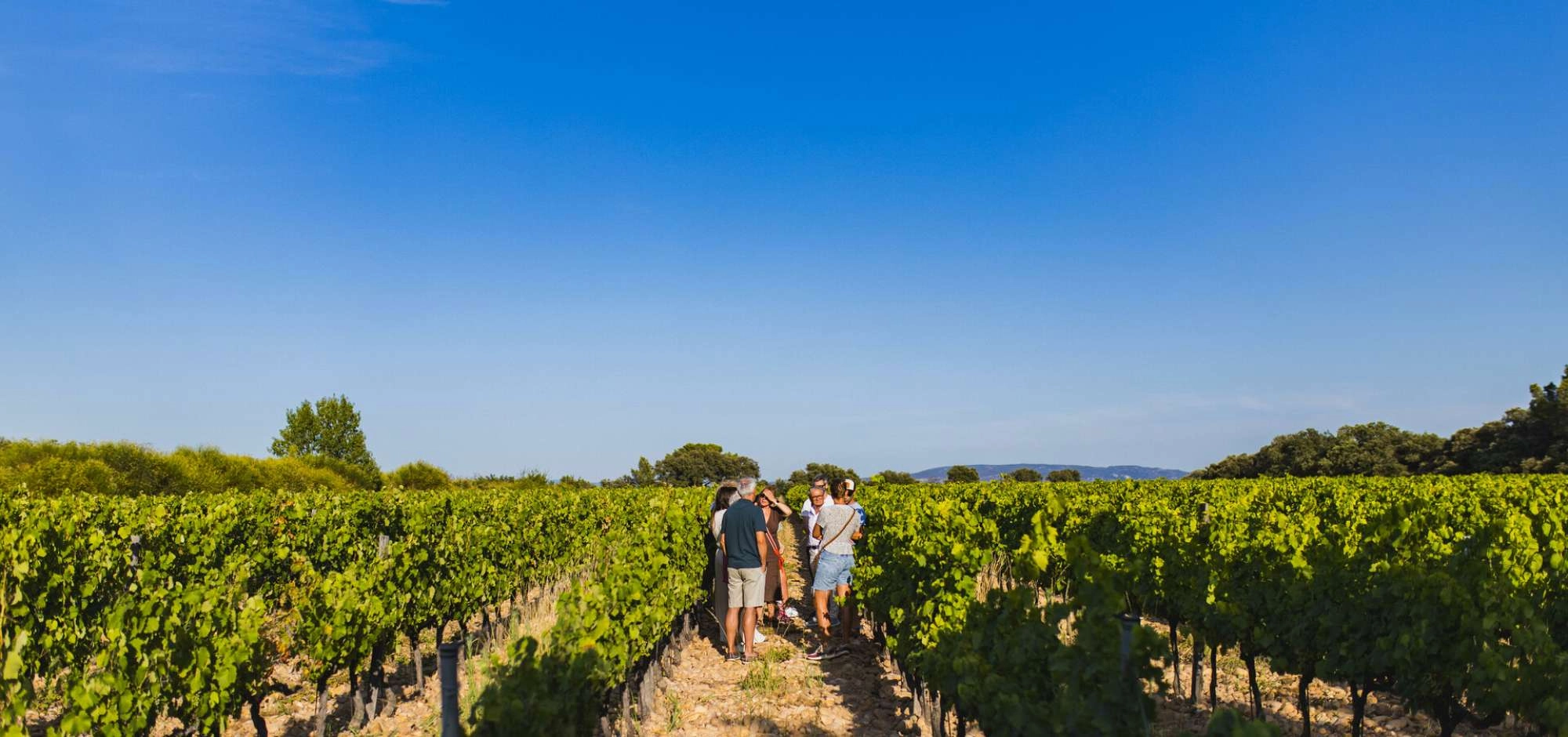 Sunsets Vignerons 2026 at Domaine des Garriguettes