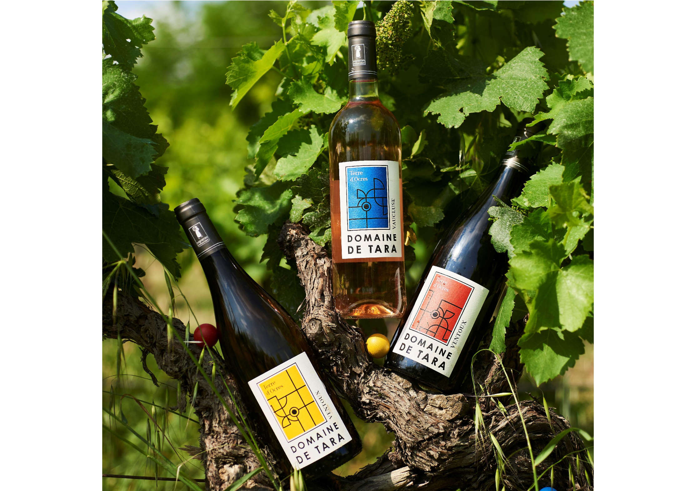 Domaine de Tara Wines Domaine de Tara Wines en AOP Ventoux blanc rouge rosé et cuvées gourmandes