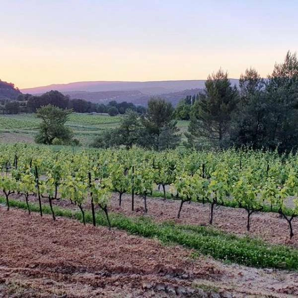 Sunsets Vignerons 2026 au Mas Edem - EN