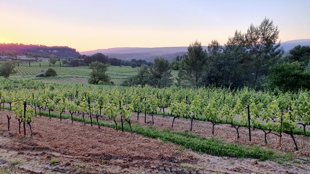 Mas Edem vineyards Mas Edem vineyards sur les pentes nord du Luberon à Goult