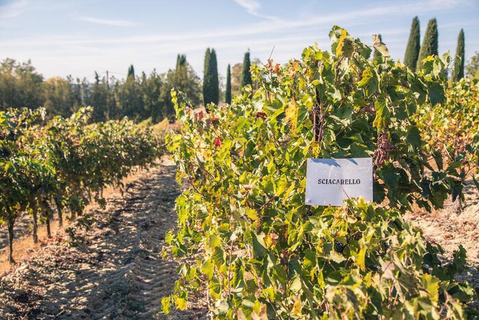 Chateau Turcan vineyards Chateau Turcan vineyards sur les coteaux d