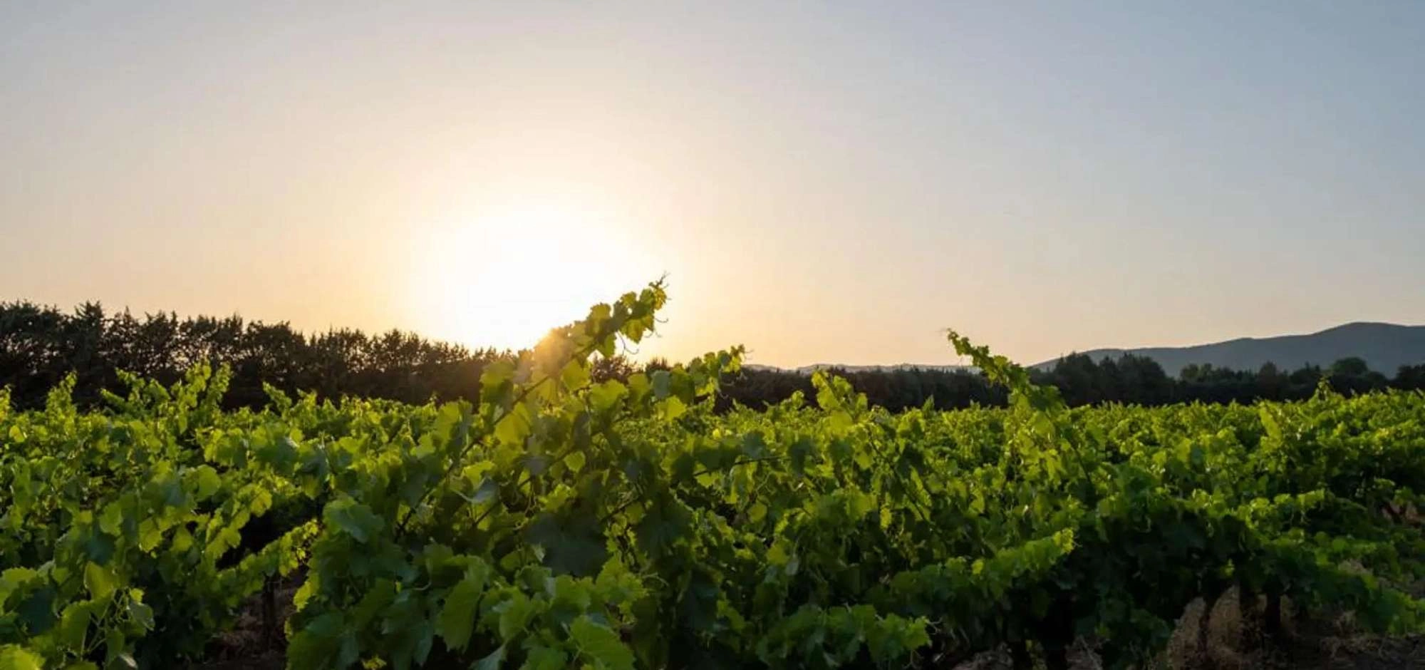 2026 winemakers sunsets at Château St Pierre de Mejans