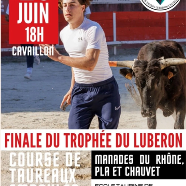 Course de taureaux emboulés - EN