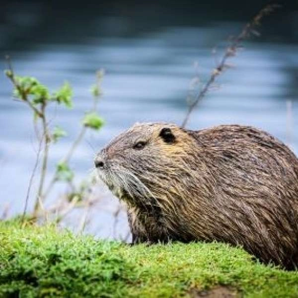 Rendezvous Nature: beaver and birds of the Durance
