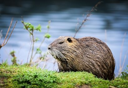Nature outing in Mérindol to discover the beaver and the birds of Durance