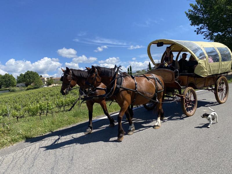 Carriage ride in the Luberon with Provence Hipposervices Carriage ride in the Luberon with Provence Hipposervices, among vineyards and Provençal landscapes