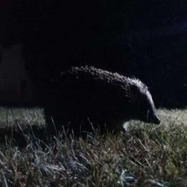 Nature Outing - Twilight wildlife
