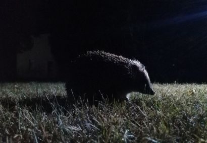 Night-time outing to observe wildlife and beavers at dusk