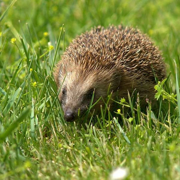 The European Hedgehog in Cabrières-d’Avignon