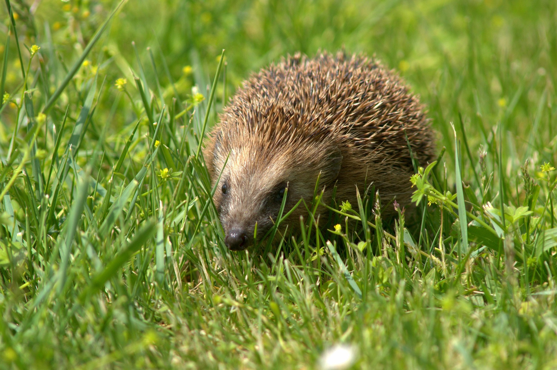 Nature workshop to discover the European Hedgehog and help protect it in Cabrières-d’Avignon