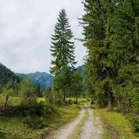 Mediterranean Forest Management in Mérindol