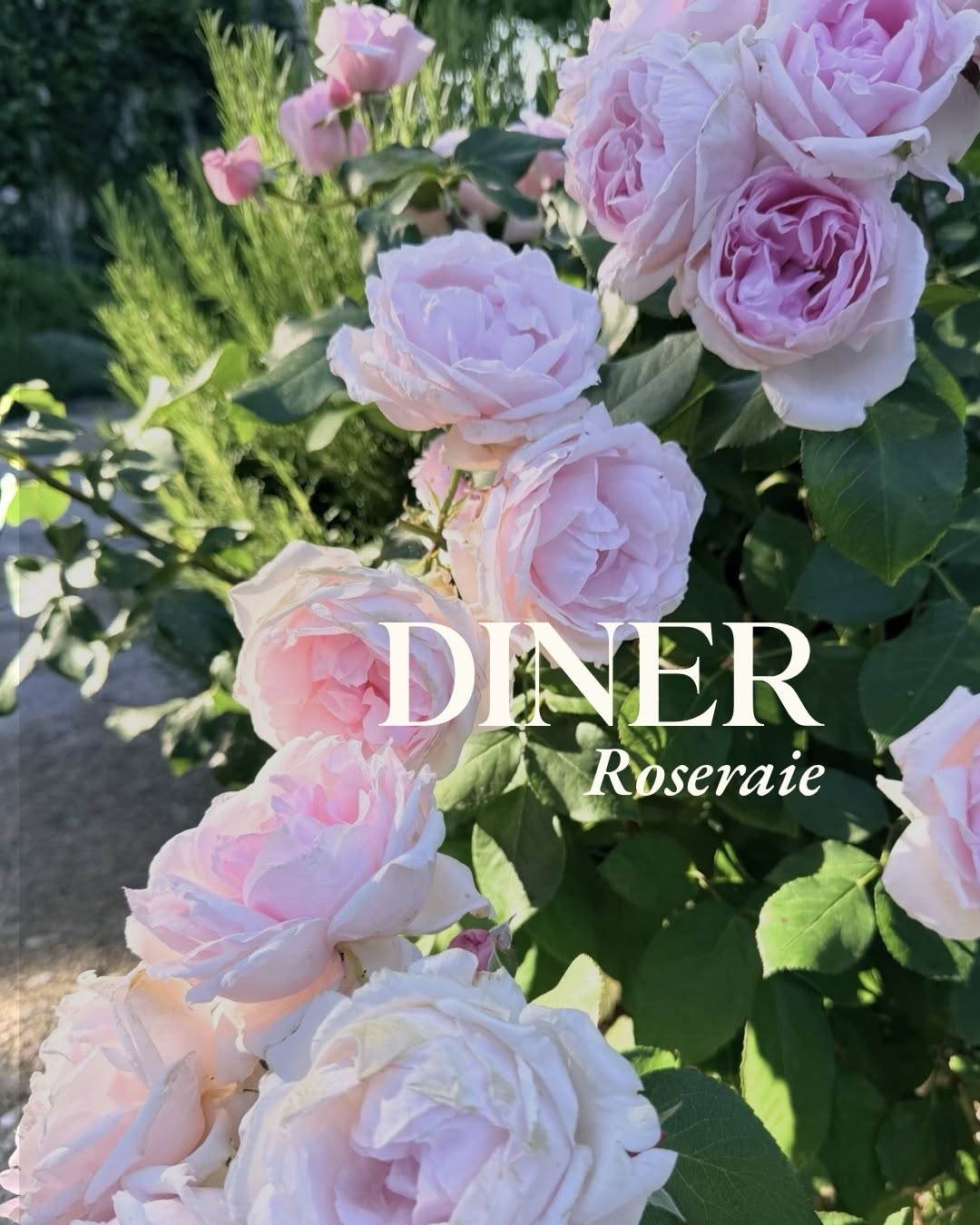 Rose Garden Dinners at Domaine de Fontenille in the Luberon Open-air dinner in the rose garden at Domaine de Fontenille