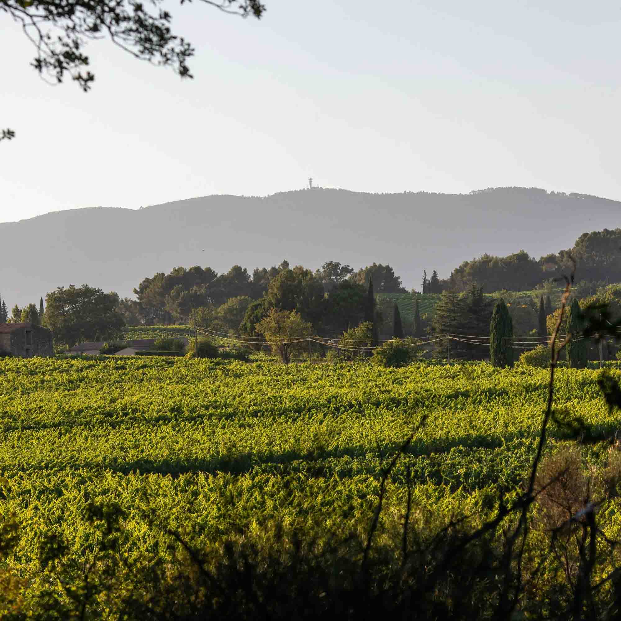 Vineyards of Domaine Le Novi in La Tour-d’Aigues in the Luberon