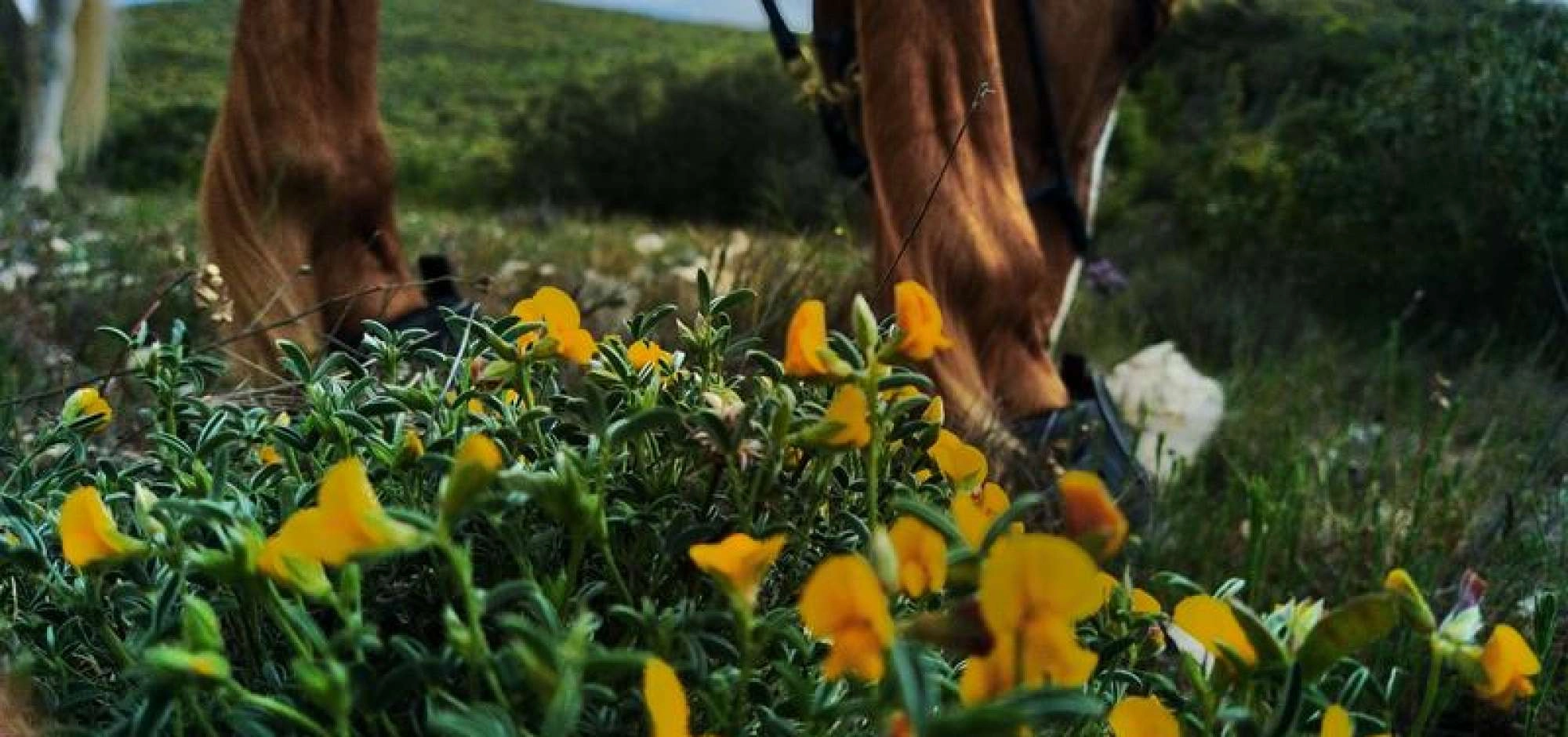 Ecurie des murmures - La relation Cheval-Humain au coeur du Luberon - EN