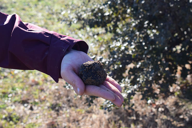 Cabrières-d’Avignon - Gourmet walk, truffle hunting demonstration and truffle tasting Gourmet walk in Cabrières-d’Avignon with a truffle hunting demonstration and truffle tasting