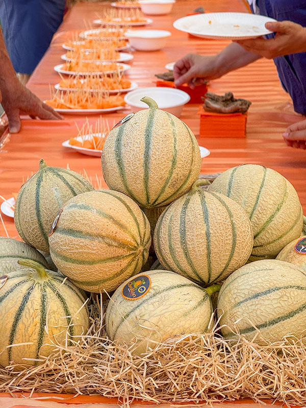 Cavaillon - Talk The melon tells its story Talk about the history of the Cavaillon melon