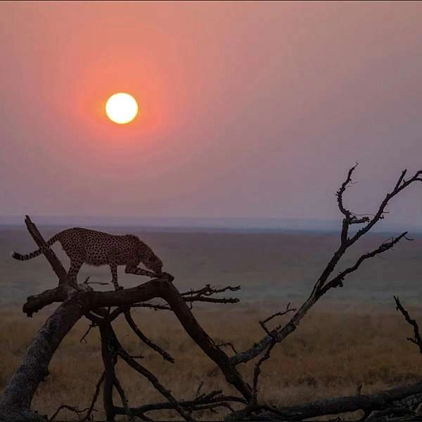 Les secrets de la photographie animalière - EN