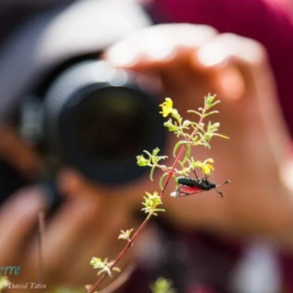 LA PHOTOGRAPHIE NATURE: DE L’ILLUSTRATION À L’ART - EN