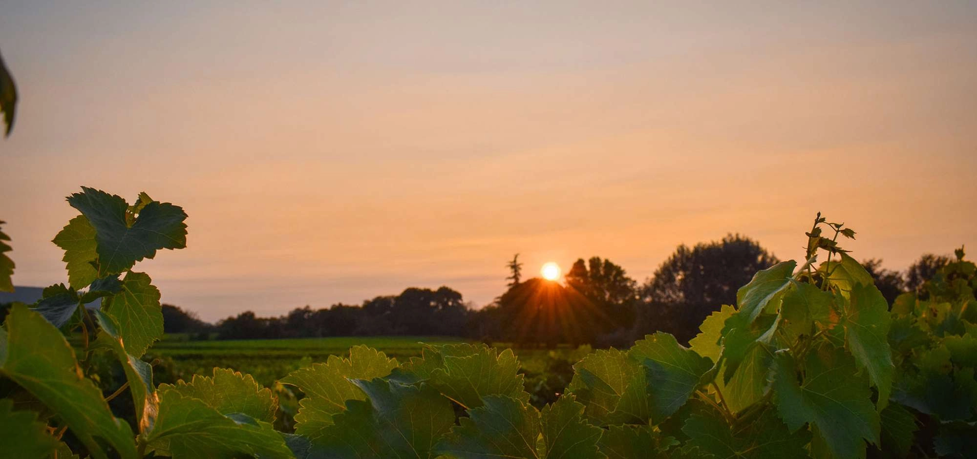 Vignobles en Scène 2026 in the Luberon !