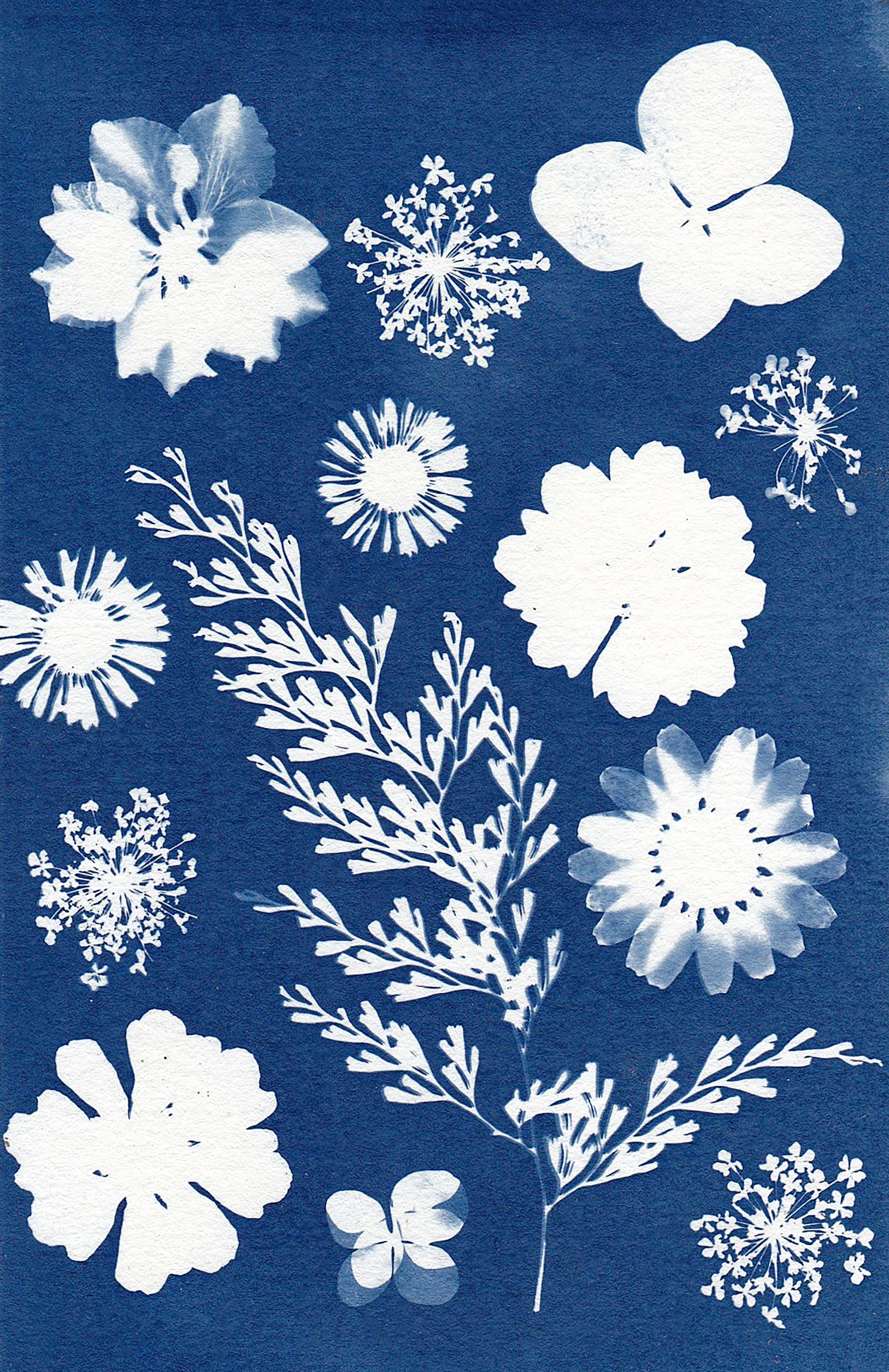 Floral cyanotype illustrating the Cyanotype workshop in Oppède and Robion