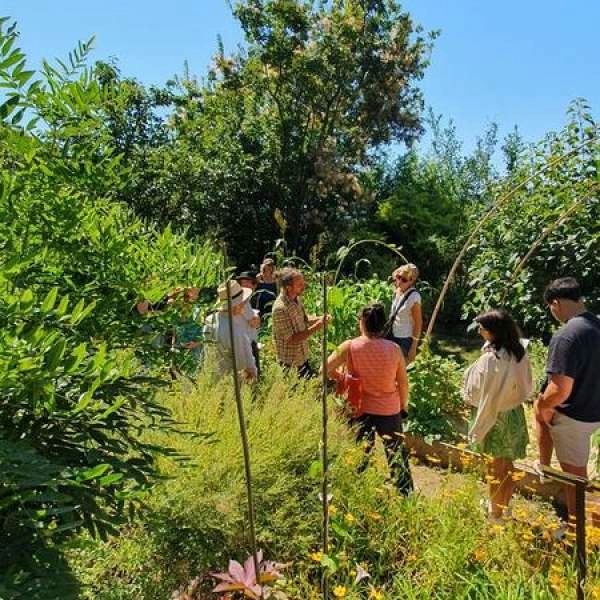 Lauris dye plant garden | JEP 2026