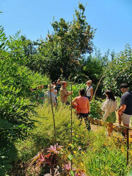 Guided tour of the Dye Plant Garden in Lauris