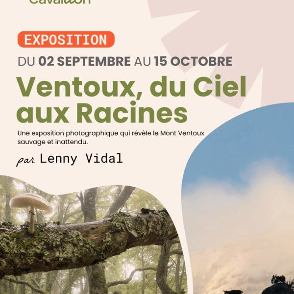 Ventoux, from the sky to the roots in Cavaillon