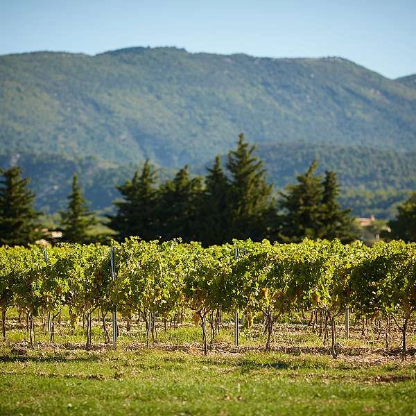 Harvest dinner at the Domaine de Fontenille