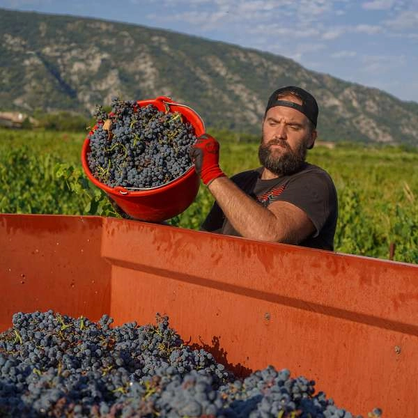 Behind the scenes of the grape harvest in the Luberon