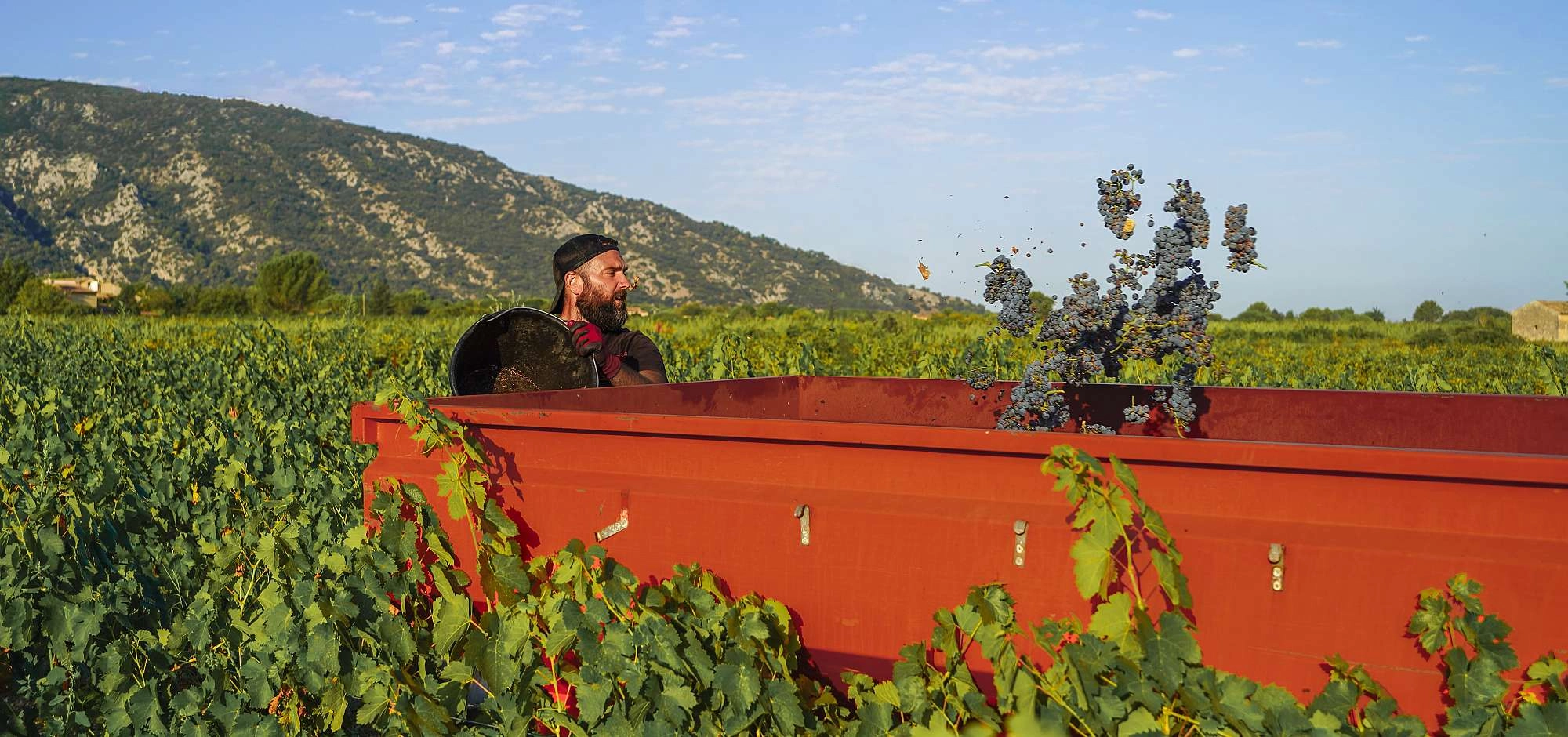 Behind the scenes of the grape harvest in the Luberon