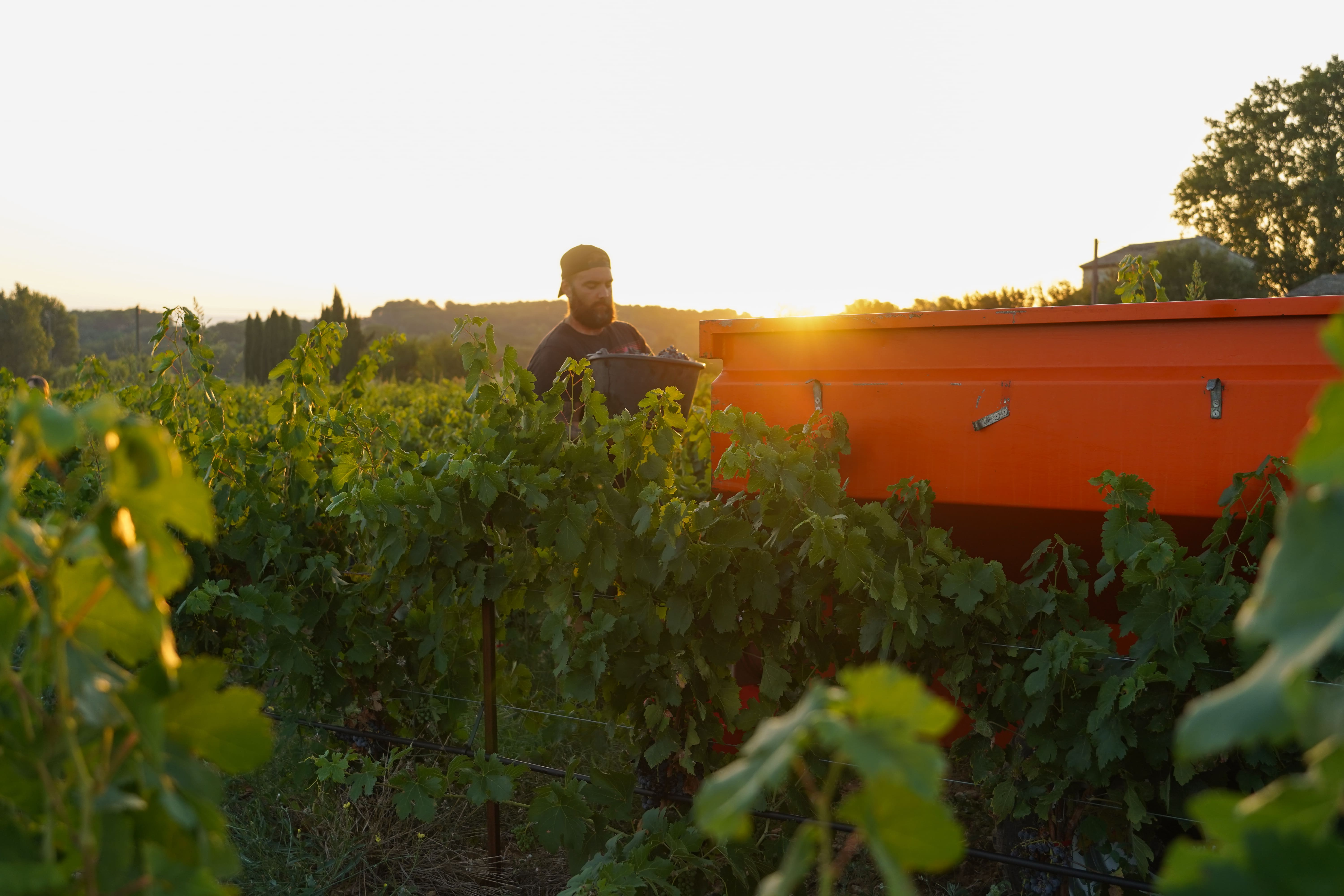 Grape harvest at Domaine de la Royère in Oppède Grape harvest in the vineyards of Domaine de la Royère in Oppède, in the Luberon