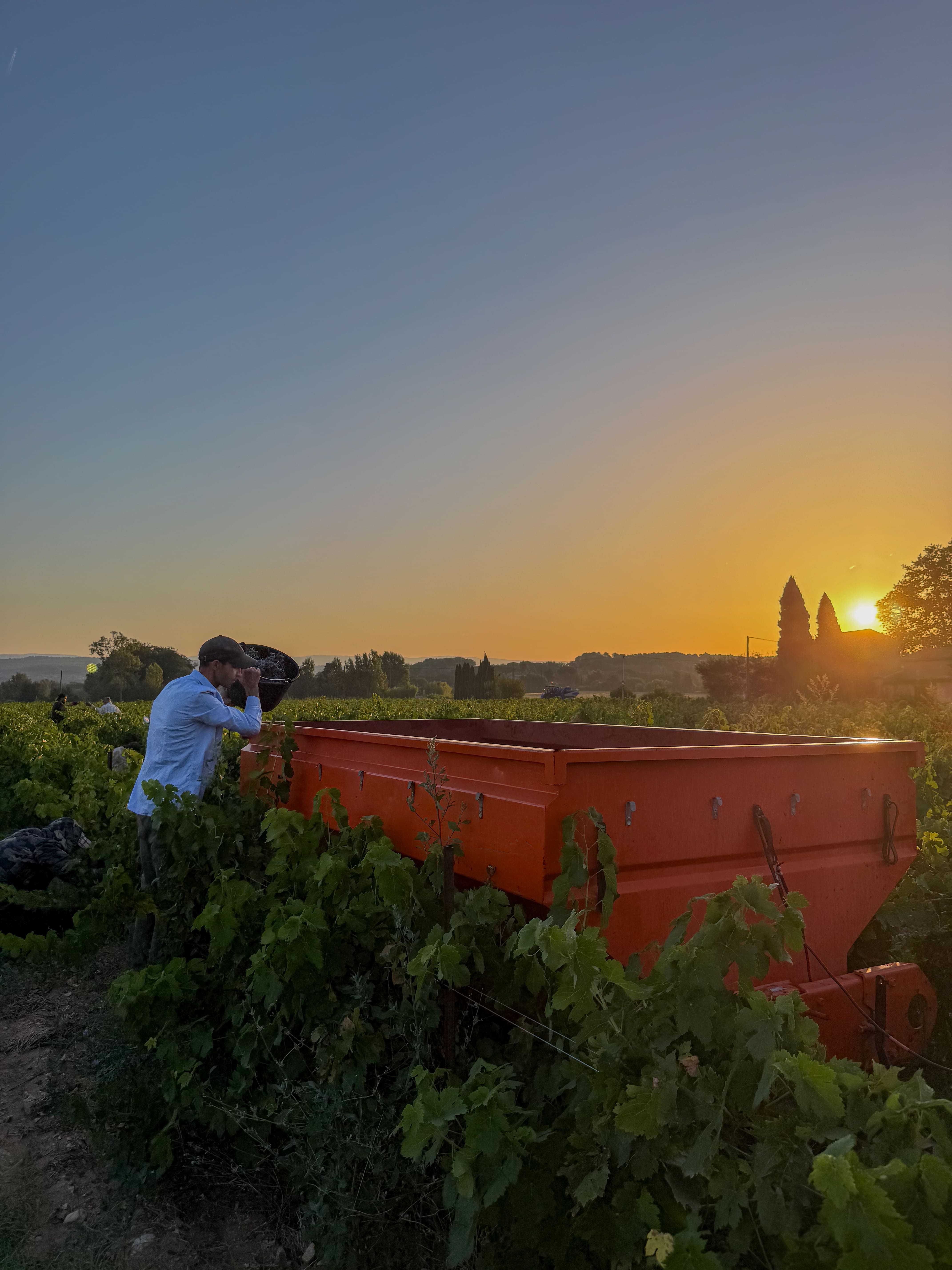 Examining the grapes before the harvest at Domaine de la Royère Examining the grapes before the harvest at Domaine de la Royère in Oppède