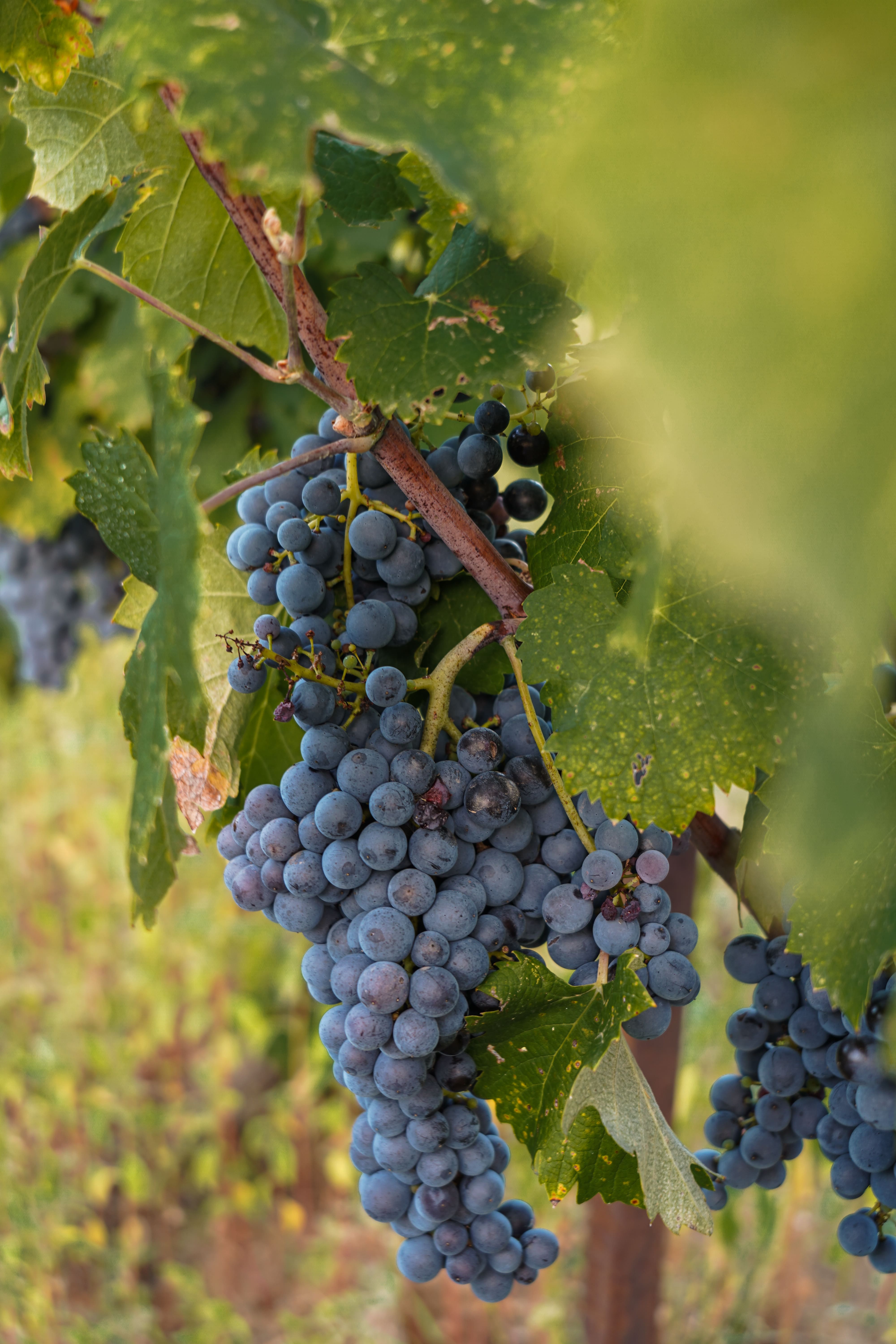 Checking grape ripeness before the harvest at Domaine de la Royère Checking grape ripeness before the harvest at Domaine de la Royère in Oppède