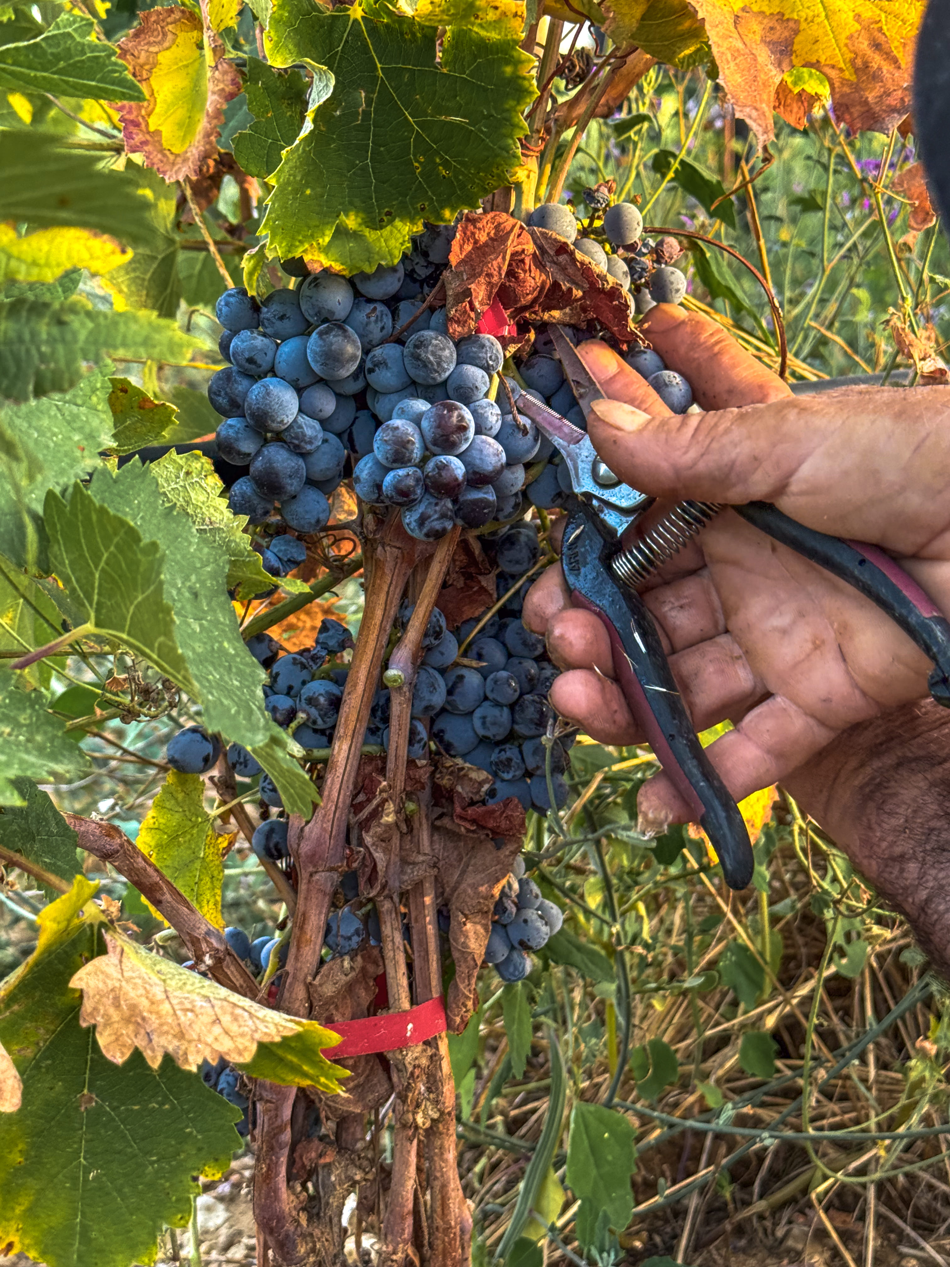 Hand harvesting at Domaine de la Royère Grape pickers harvesting bunches by hand at Domaine de la Royère in Oppède