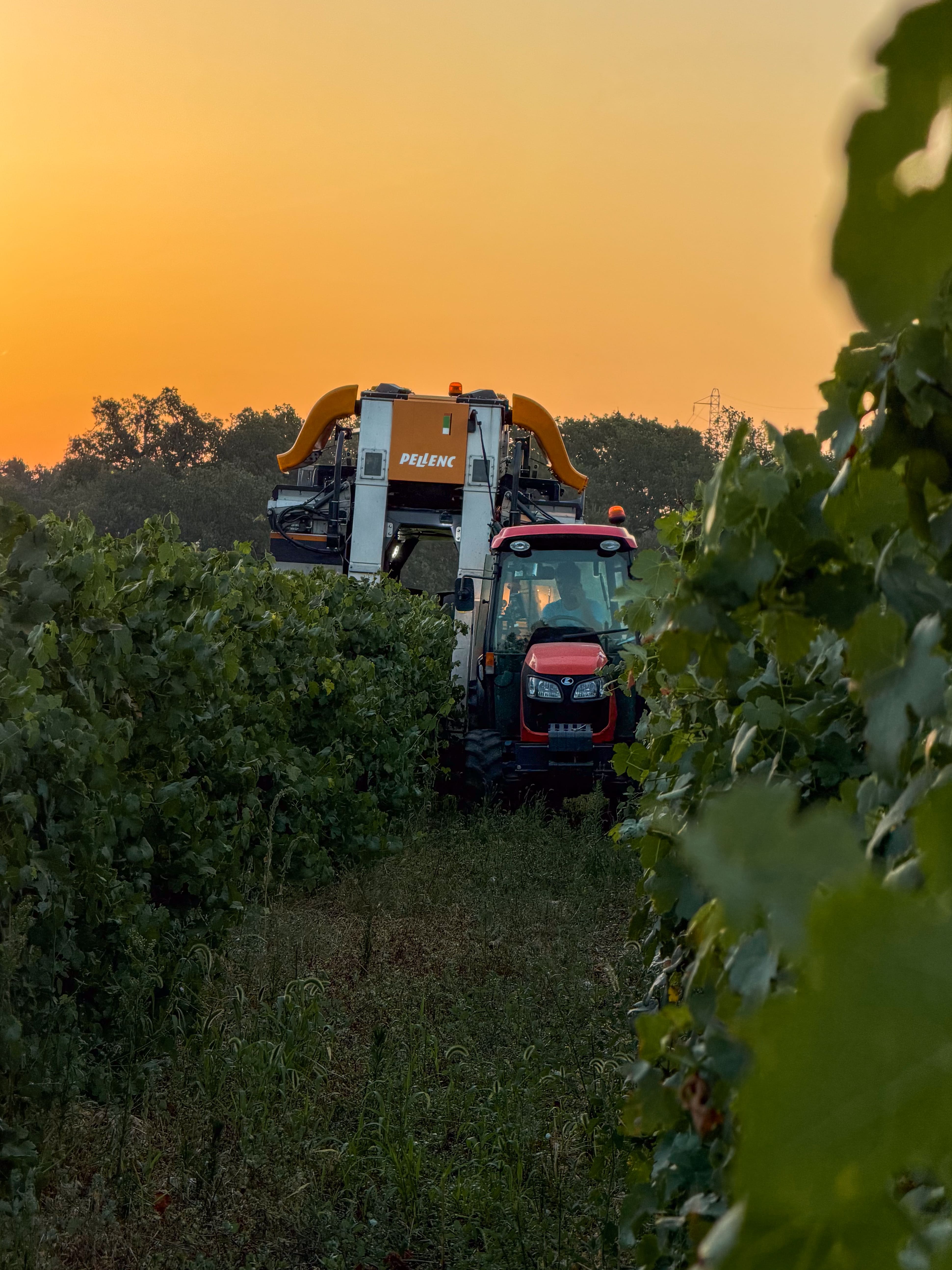 Mechanical harvesting at Domaine de la Royère Grape harvester in the vineyards of Domaine de la Royère in Oppède