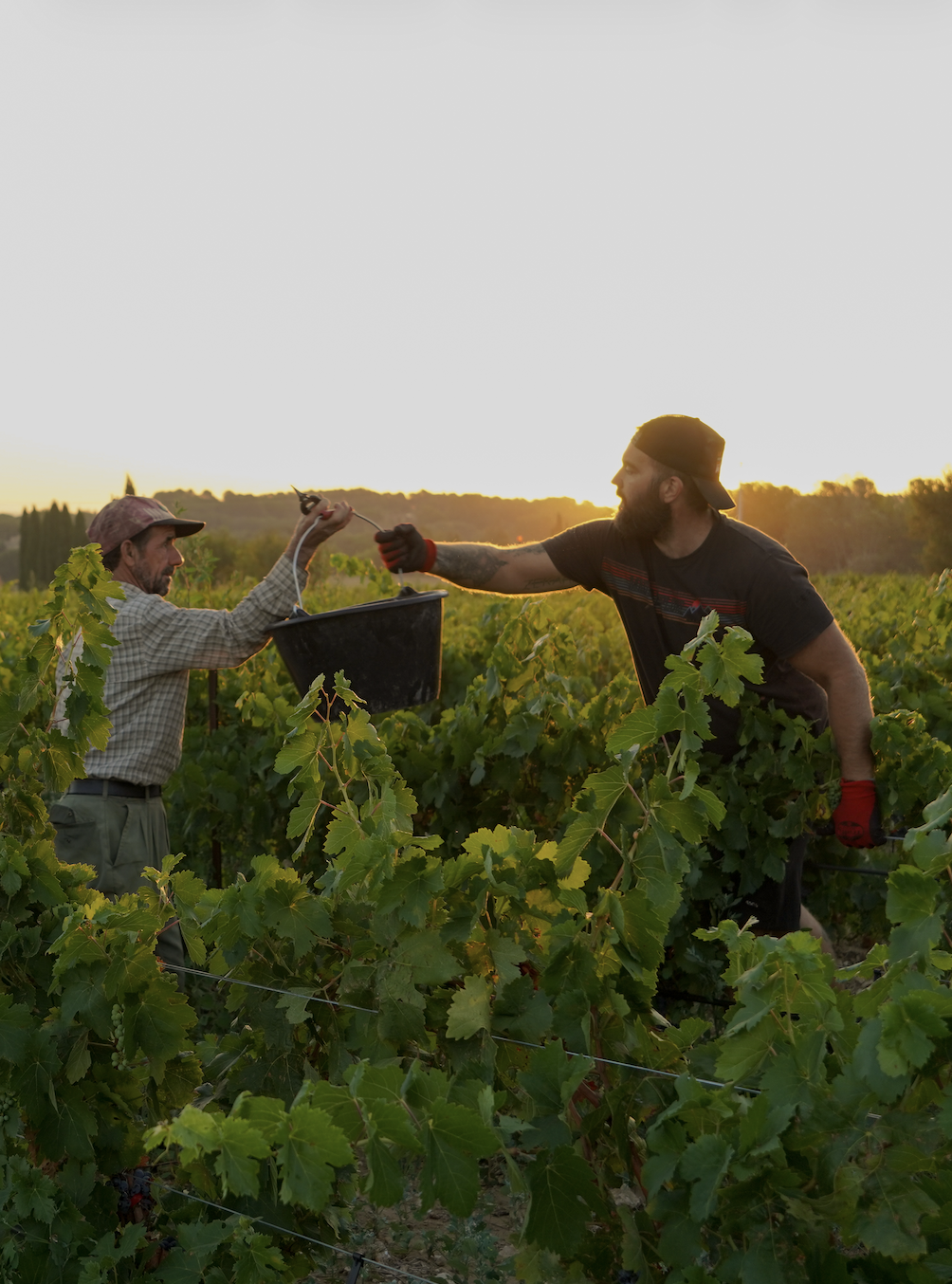 Grape pickers at Domaine de la Royère Two grape pickers passing a bucket during the harvest at Domaine de la Royère in Oppède