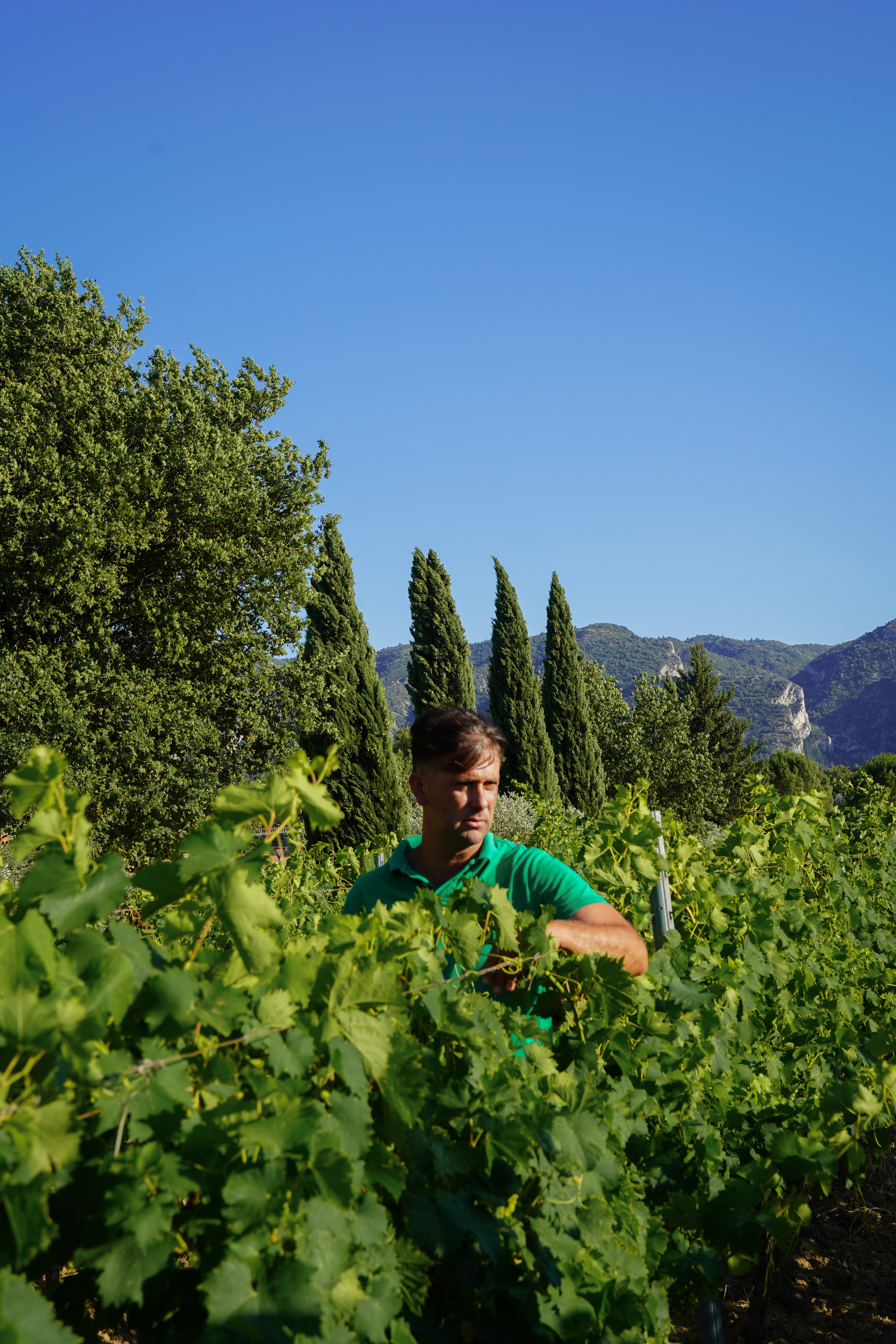 Paul Gillet, manager of Domaine de la Royère Paul Gillet, manager of Domaine de la Royère in Oppède, in the Luberon