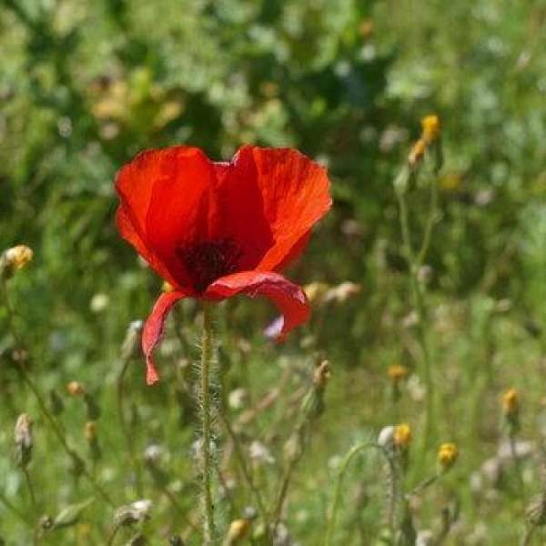 Wild edible plants through the 5 senses in Cavaillon