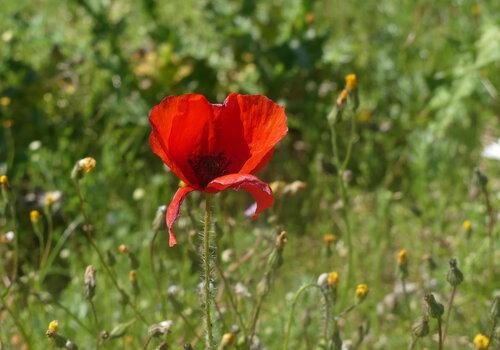 Wild plant during the edible plants workshop in Cavaillon