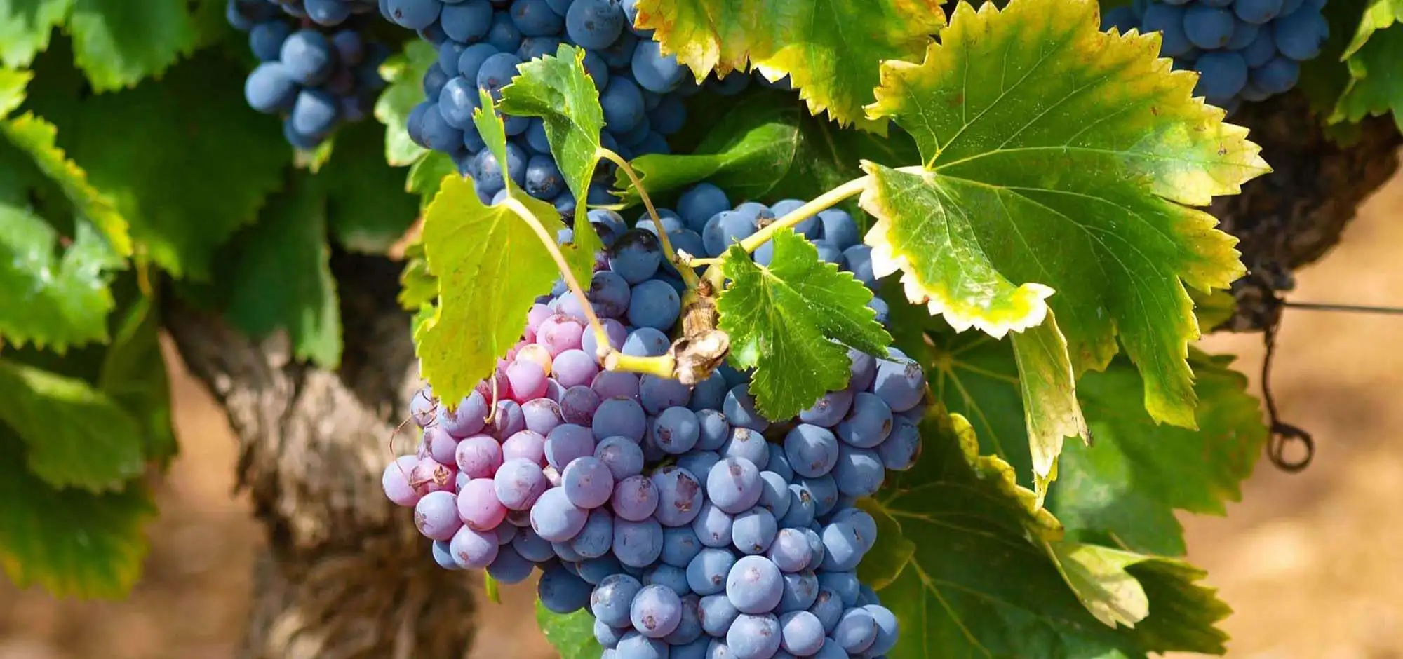 Harvesting in the heart of the Luberon