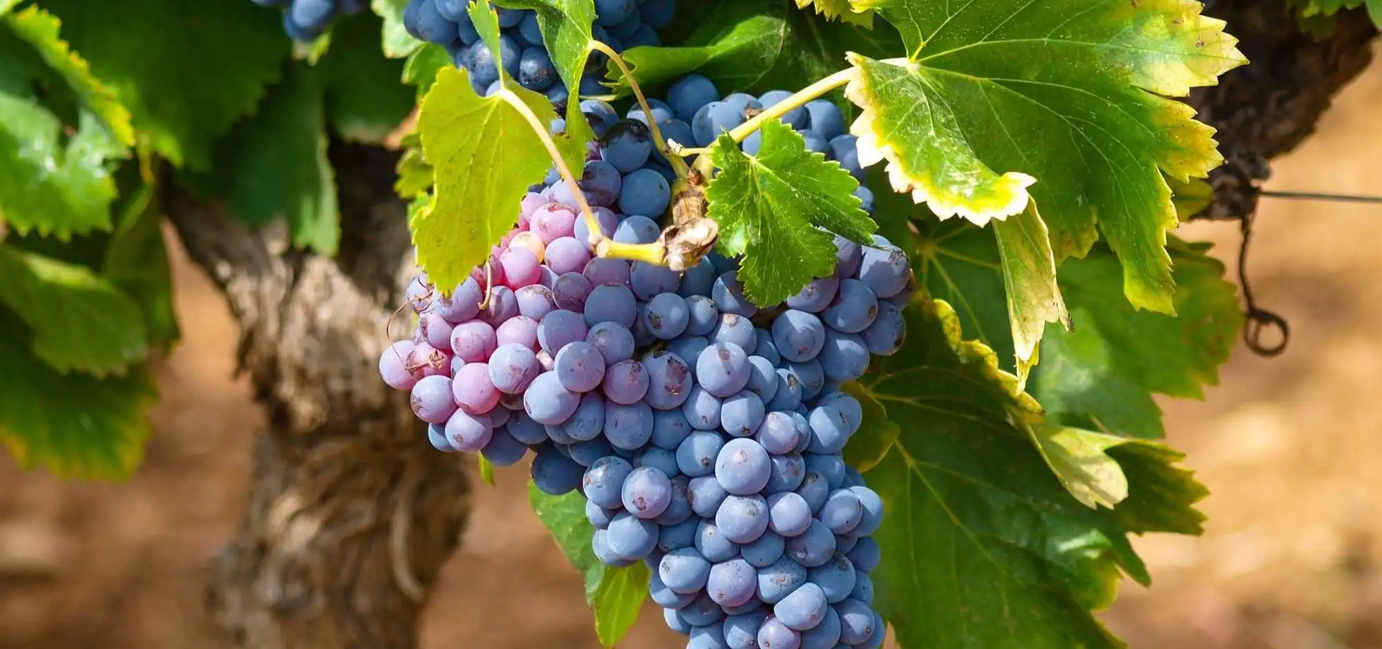 Our sommeliers talk about Luberon and Ventoux food and wine pairings