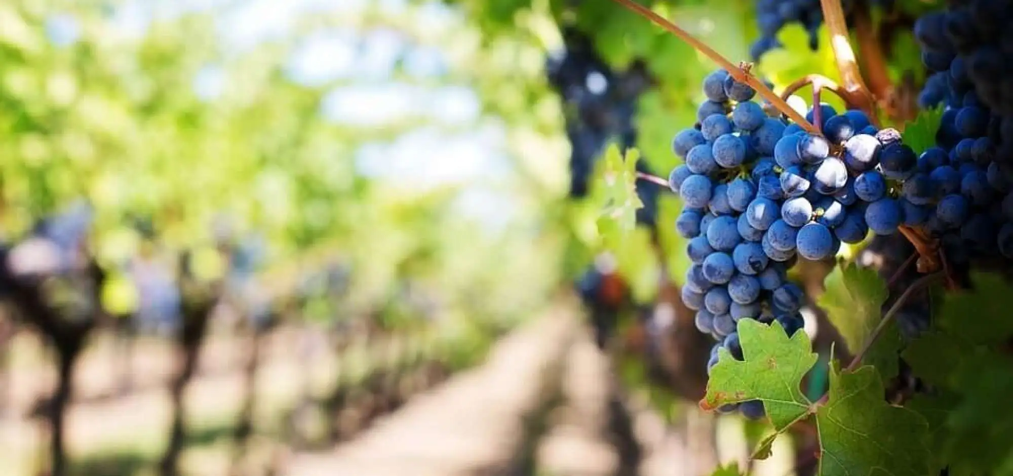 Why do our sommeliers like Luberon and Ventoux wines?